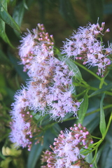 Chromolaena perglabra