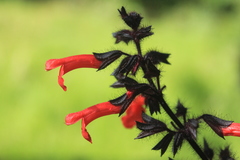 Salvia rubescens