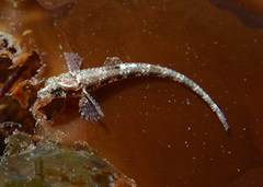 Odontopyxis trispinosa