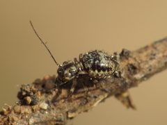Mesopsocus