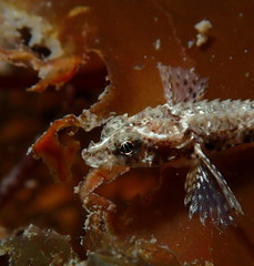 Odontopyxis trispinosa