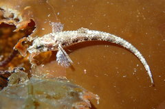 Odontopyxis trispinosa