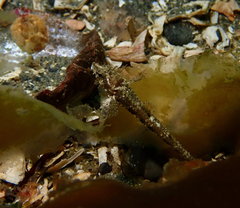 Odontopyxis trispinosa