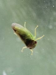Iassus lanio