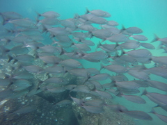 Haemulon maculicauda