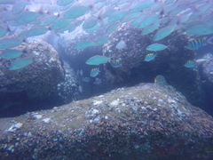 Haemulon maculicauda