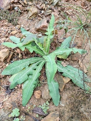 Sonchus wightianus
