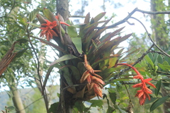 Tillandsia compacta