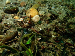 Chitonotus pugetensis