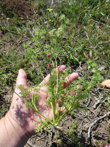 Renosterveld Sandcelery (Dasispermum tenue)