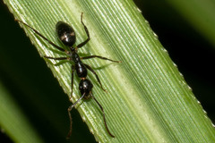 Camponotus sexguttatus