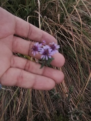Linochilus phylicoides