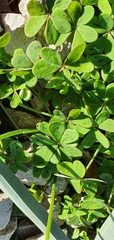 Oxalis pes-caprae image