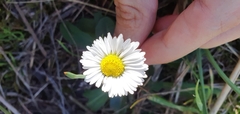 Bellis sylvestris