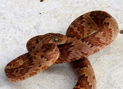 Trimorphodon paucimaculatus