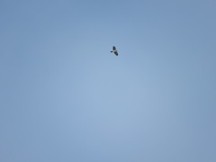 Accipiter striatus chionogaster