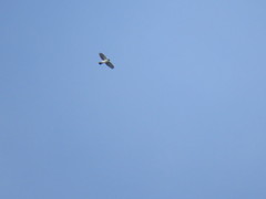 Accipiter striatus chionogaster
