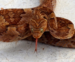 Trimorphodon paucimaculatus