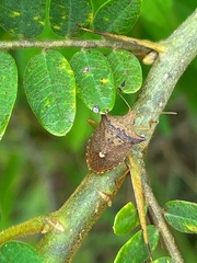 Pentatomidae