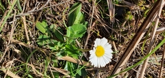 Bellis sylvestris