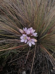 Gentianella corymbosa