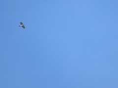 Accipiter striatus chionogaster