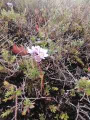 Gentianella corymbosa