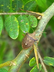 Pentatomidae