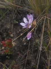 Gentianella corymbosa