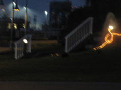 Oryctolagus cuniculus domesticus