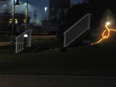 Oryctolagus cuniculus domesticus