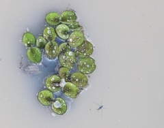 Salvinia auriculata