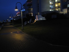 Oryctolagus cuniculus domesticus