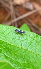 Cicadellidae