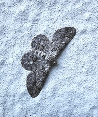 Cleora nigrisparsalis