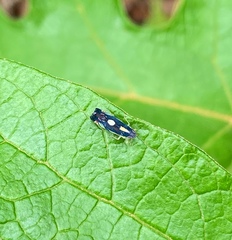 Cicadellidae