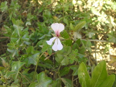 Ivy Geranium (Pelargonium peltatum)