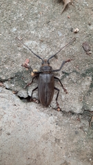 Mecosarthron buphagus