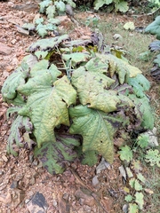 Macleaya cordata