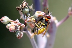 Philanthus triangulum diadema