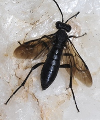 Macrophya annulata