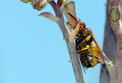 Philanthus triangulum diadema