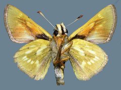 Polites sonora utahensis