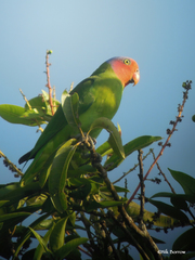 Geoffroyus geoffroyi