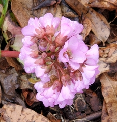 Bergenia