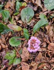 Bergenia