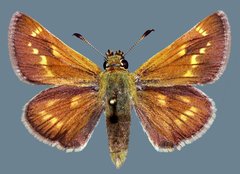 Polites sonora utahensis
