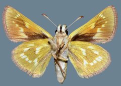 Polites sonora utahensis