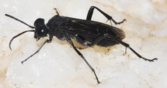 Macrophya annulata