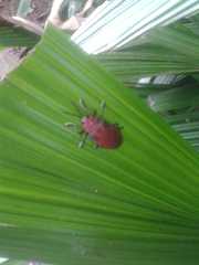 Coraliomela aeneoplagiata